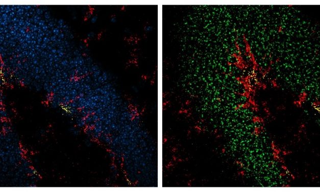 Elaboran un mapa molecular detallado del camino que sigue una célula madre del cerebro adulto hasta convertirse en una neurona madura