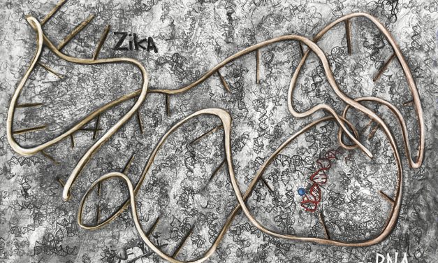 Hallazgo clave sobre el virus del Zika: descubren que engaña al sistema de defensas humano y que lo usa a su favor para avanzar con la infección