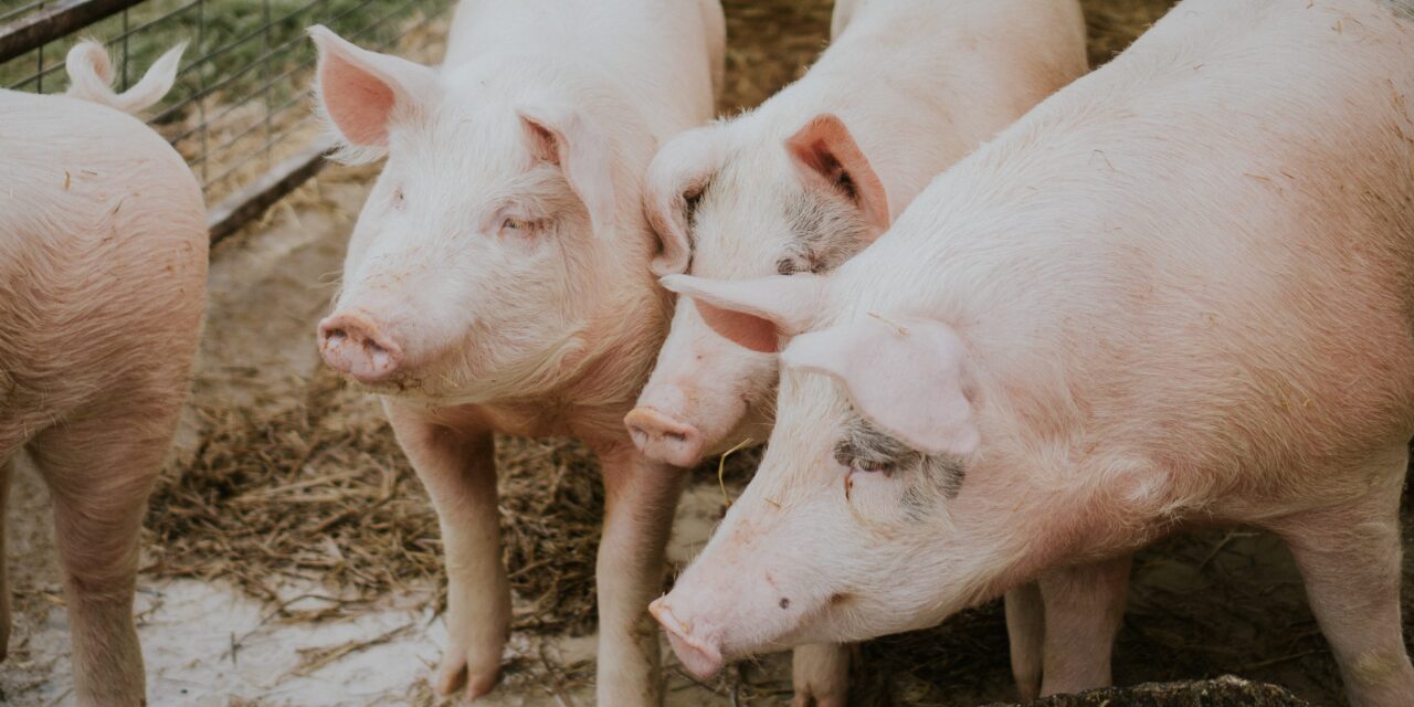 Una nueva estrategia para combatir la brucelosis porcina