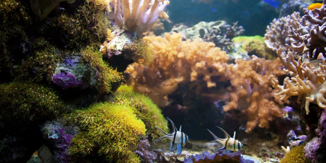 Biodiversidad marina y propiedad intelectual: nuevo libro plantea cómo el país puede transformar, de manera sustentable, capital biológico en innovación