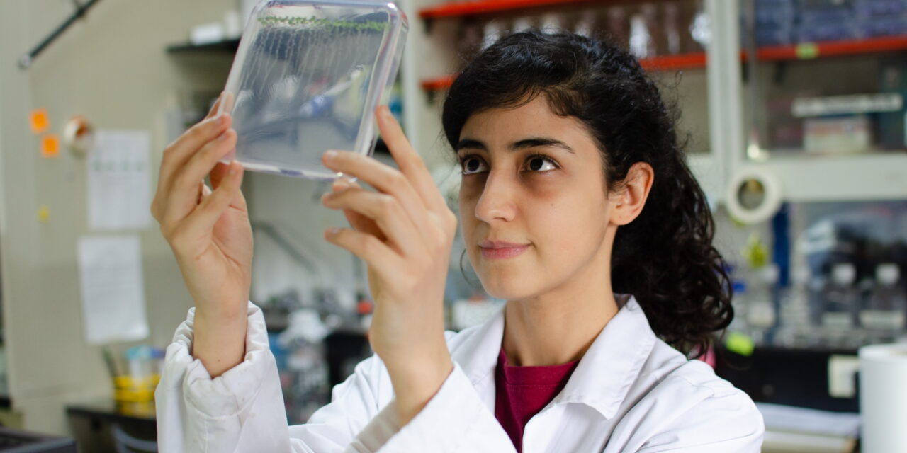 Frente al frío, las plantas reorganizan su fisiología hormonal para que sus raíces puedan adaptarse mejor a un ambiente hostil y seguir creciendo