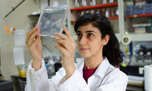 Frente al frío, las plantas reorganizan su fisiología hormonal para que sus raíces puedan adaptarse mejor a un ambiente hostil y seguir creciendo