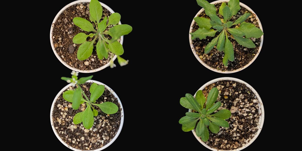 Descubren un “amortiguador genético” en las plantas, que también podría estar presente en humanos
