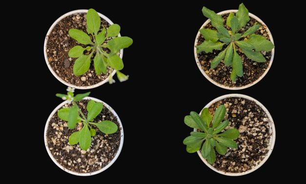 Descubren un “amortiguador genético” en las plantas, que también podría estar presente en humanos