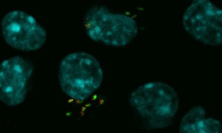 Descubren una “estrategia” energética de la bacteria de la brucelosis para optimizar su multiplicación