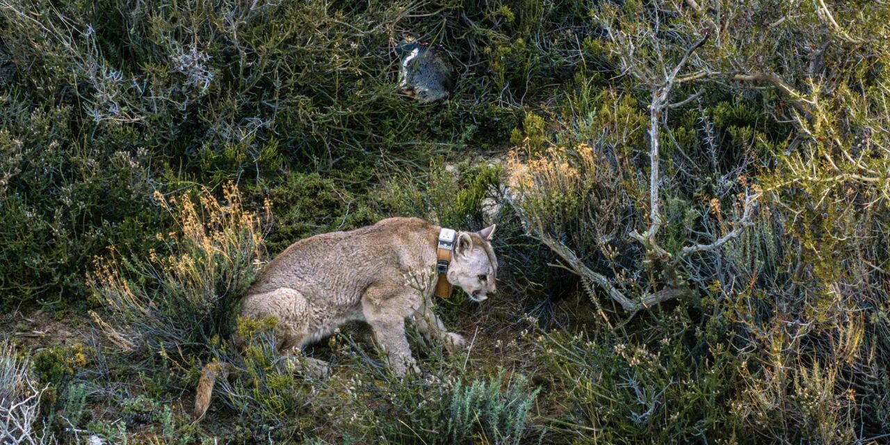 La restauración de la población de pumas en la Patagonia puede aumentar, en condiciones adversas, la vulnerabilidad de colonias de pingüinos