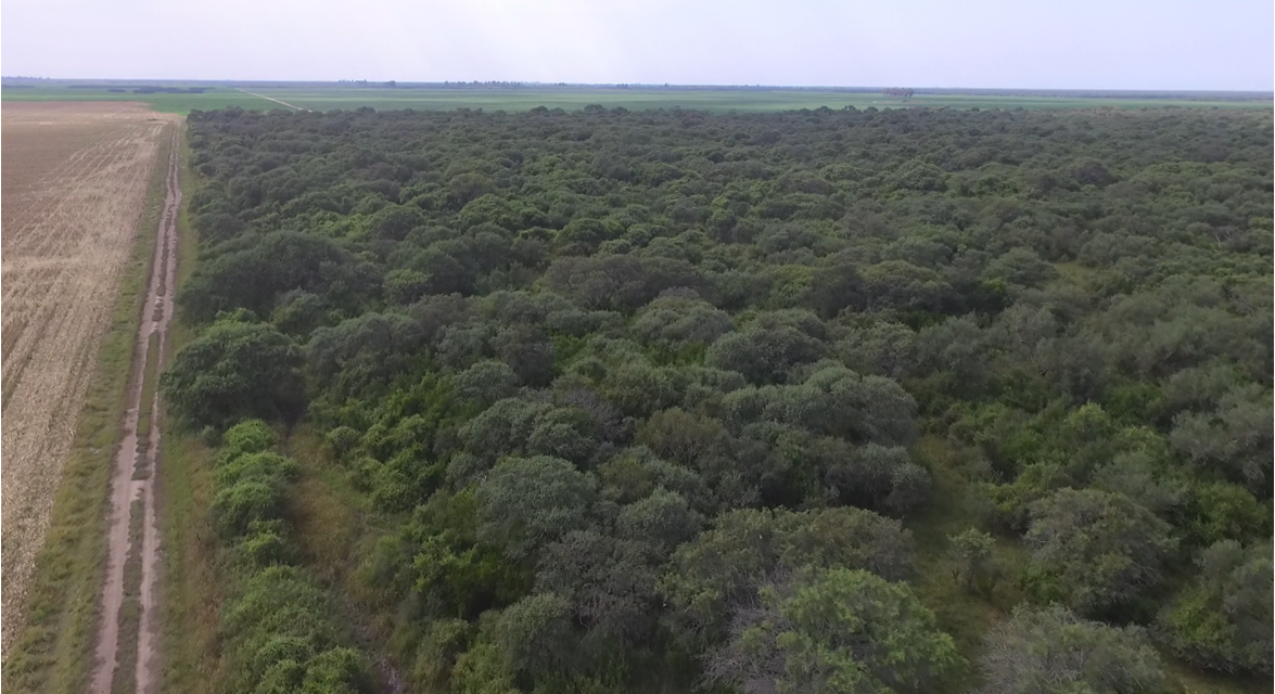 Efecto borde: un factor soslayado de la deforestación que genera degradación “invisible” de bosques nativos