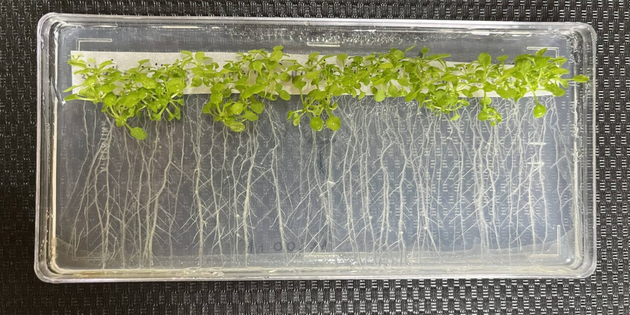 Descubren un “truco” de las plantas frente al calor para aumentar el crecimiento de sus raíces y adaptarse mejor al ambiente