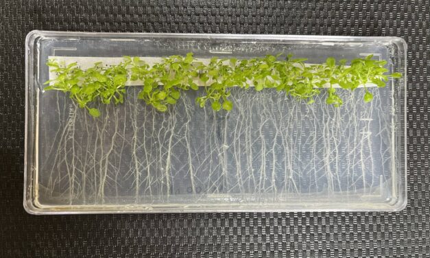 Descubren un “truco” de las plantas frente al calor para aumentar el crecimiento de sus raíces y adaptarse mejor al ambiente