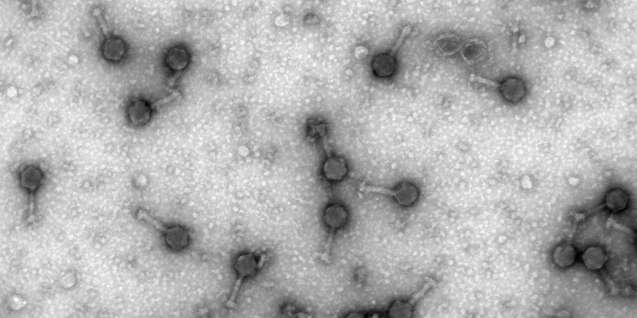 Sugieren tratar “superbacterias” con un virus que las ataca en combinación con antibióticos