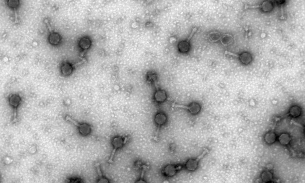 Sugieren tratar “superbacterias” con un virus que las ataca en combinación con antibióticos