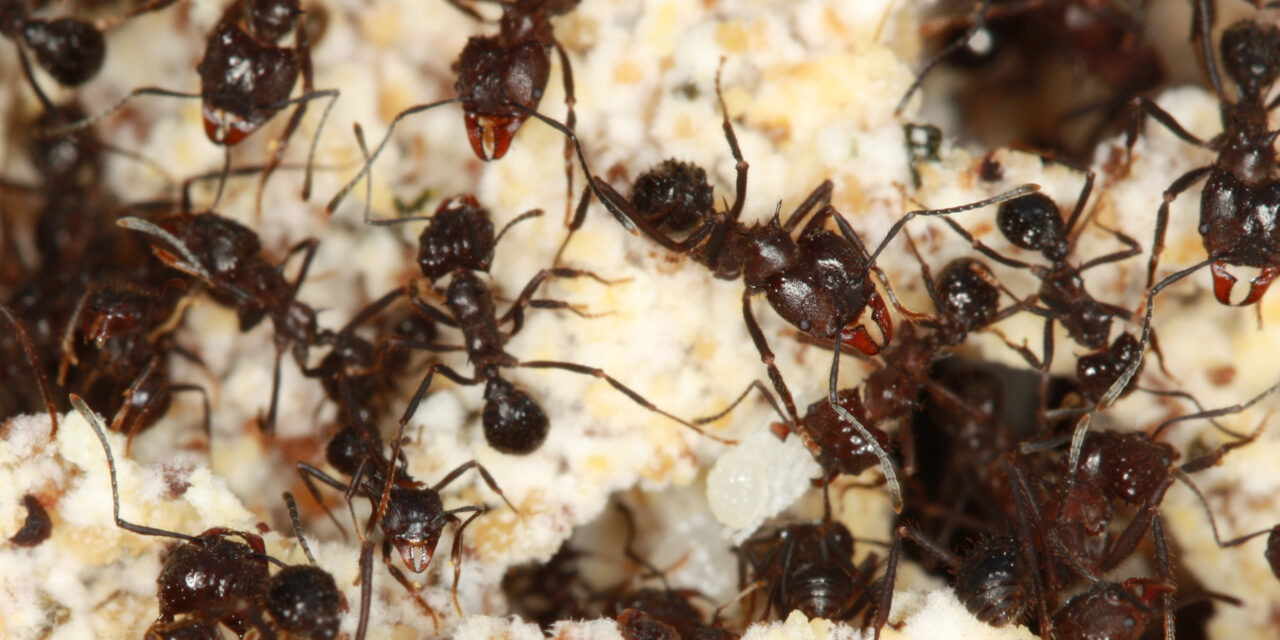 Estudio genético demuestra cómo ciertas especies de hormigas sudamericanas evolucionaron para adaptarse a cambios en el ambiente y empezaron a cortar pasto