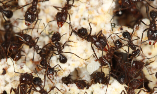 Estudio genético demuestra cómo ciertas especies de hormigas sudamericanas evolucionaron para adaptarse a cambios en el ambiente y empezaron a cortar pasto