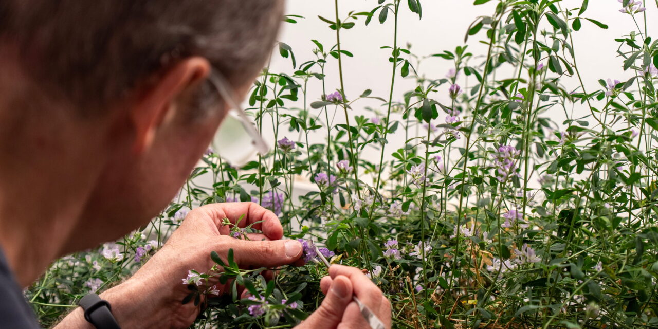 Determinan un nuevo jugador clave para la floración de ciertas plantas: MED3