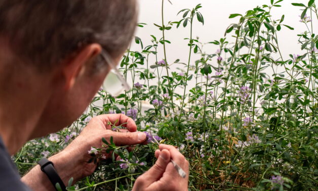 Determinan un nuevo jugador clave para la floración de ciertas plantas: MED3