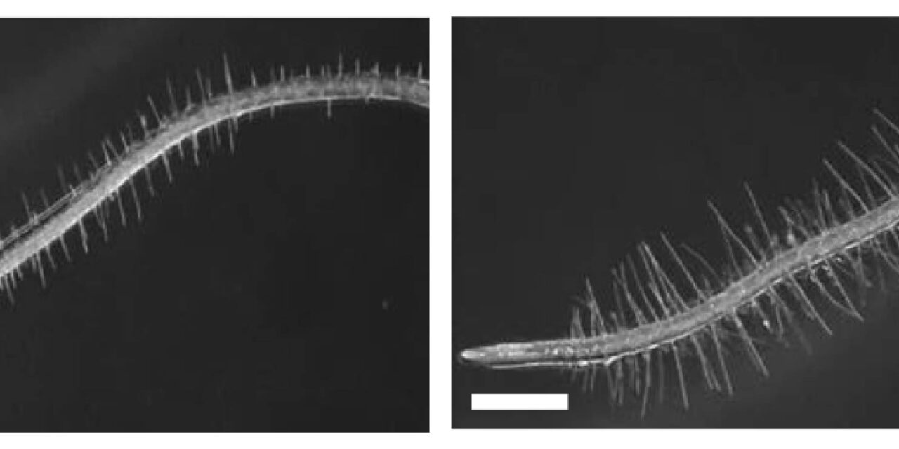 Descubren cómo una bacteria que vive en las raíces permite que las plantas toleren condiciones de sequía
