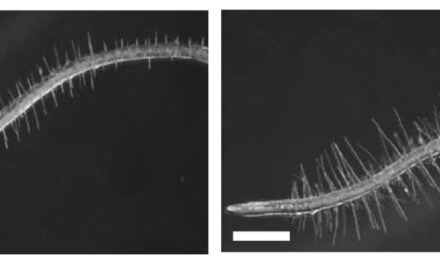 Descubren cómo una bacteria que vive en las raíces permite que las plantas toleren condiciones de sequía