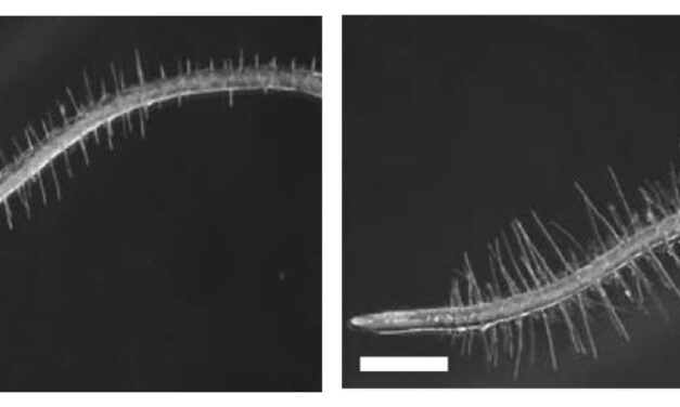 Descubren cómo una bacteria que vive en las raíces permite que las plantas toleren condiciones de sequía
